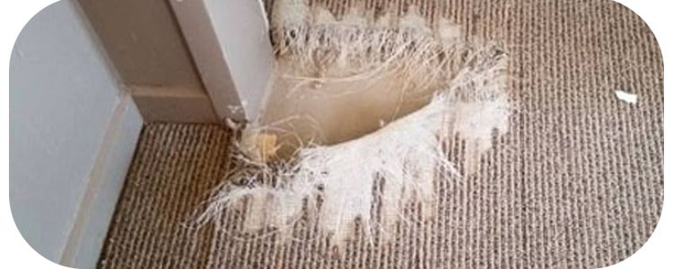 Best Carpet Repair South Yarra